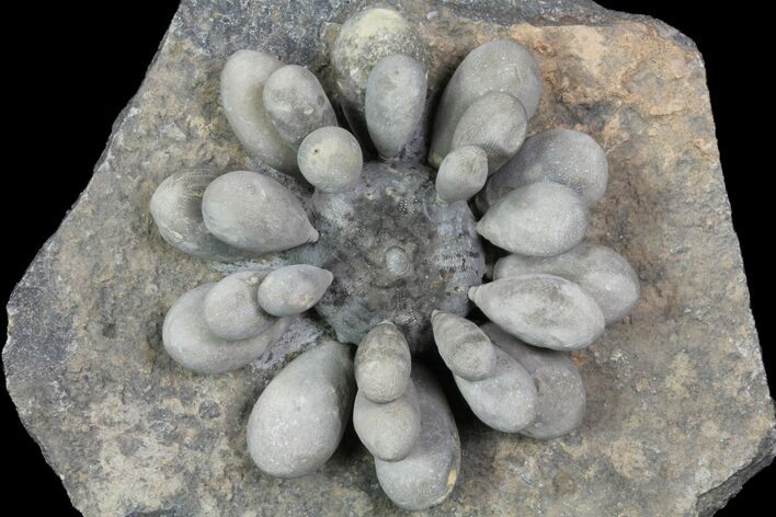 Jurassic Club Urchin (Asterocidaris) - Boulmane, Morocco #78656